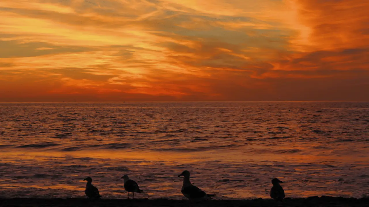 Torrance Beach